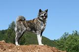 AKITA INU 456